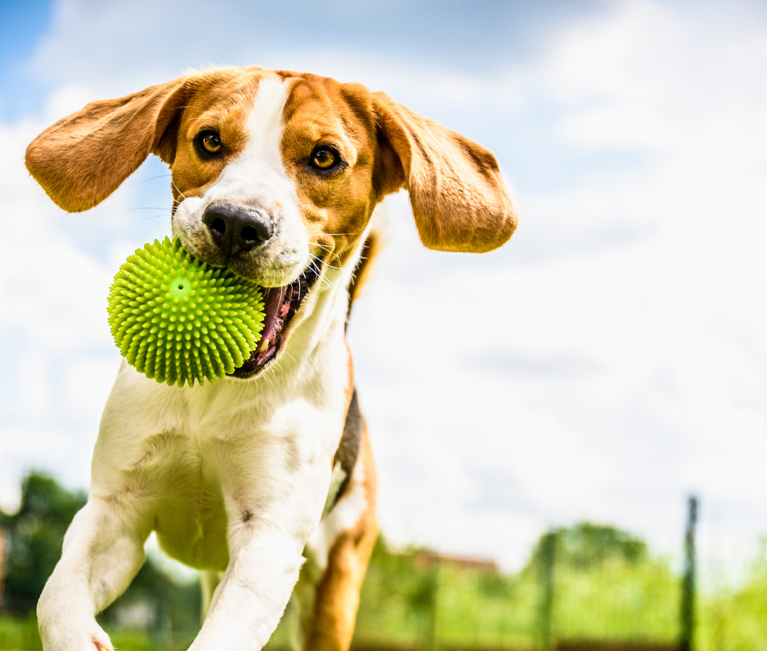 West Michigan Dog Parks